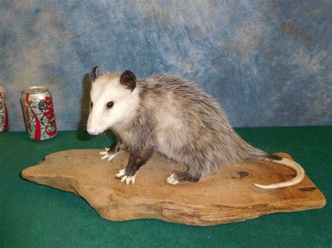 taxidermy opossum|taxidermy supplies for sale uk.